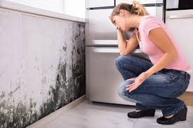 Best Mold Prevention Services  in Belle Chasse, LA